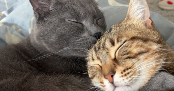 clara pet sitter à OLARGUES 34390_2