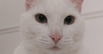 marjhorie pet sitter à PARIS 08 75008_2