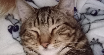 julie pet sitter à MONS EN BAROEUL 59370_0