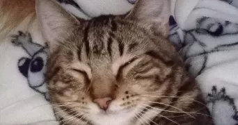 julie pet sitter à MONS EN BAROEUL 59370