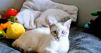 sandra pet sitter à LIMOUX 11300_5