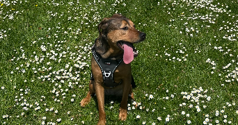 léa pet sitter à BOLBEC 76210_1