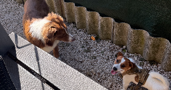 selma pet sitter à ST MARTIN D HERES 38400_6