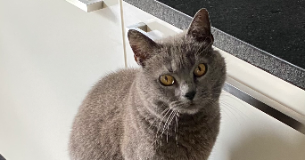 margot pet sitter à GUILVINEC 29730_4