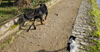 justine pet sitter à VIERZON 18100_0