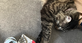 morgan pet sitter à ANGOULEME 16000_2