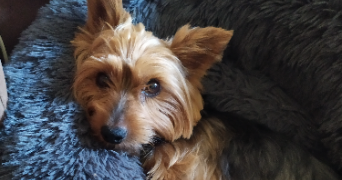 maïa pet sitter à ST LAURENT DES ARBRES 30126_1