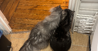 elysa pet sitter à PARIS 15 75015_1