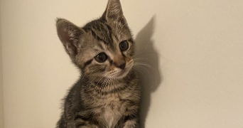 clélia pet sitter à LILLE 59800_3