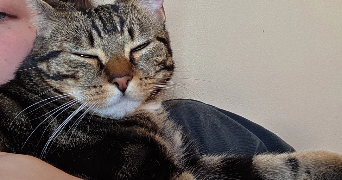 ilona pet sitter à LILLE 59160_3