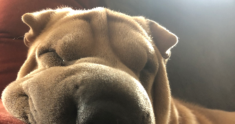 léna pet sitter à Aubagne 13400_4