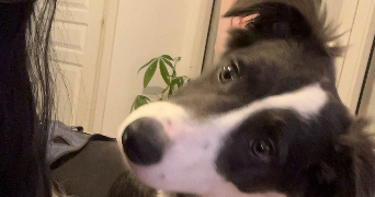 amelia pet sitter à HYERES 83400_0