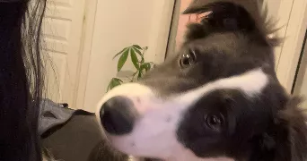 amelia pet sitter à HYERES 83400