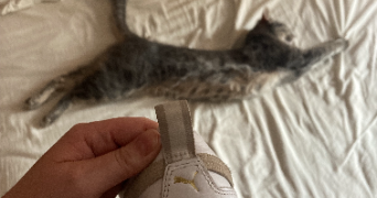 léa pet sitter à TOULON 83200_3