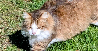 vanessa pet sitter à NEUILLY SUR MARNE 93330_1