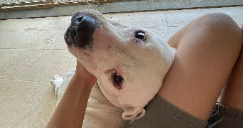 eloïse pet sitter à MONTPELLIER 34000_5