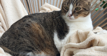 julie pet sitter à FREJUS 83600_2