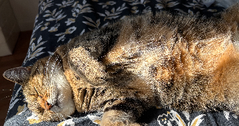 elyse pet sitter à Bourges 18000_0