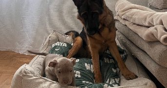 marie pet sitter à NANTERRE 92000_2