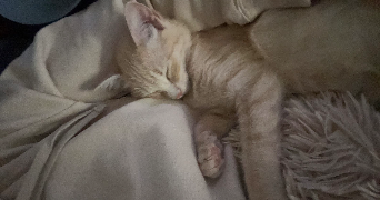 jessica pet sitter à PARIS 75018_2