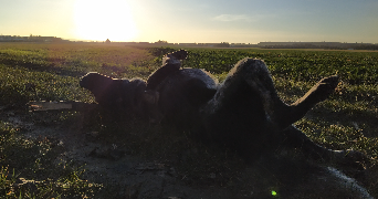 manon pet sitter à VERRIERES 10390_3