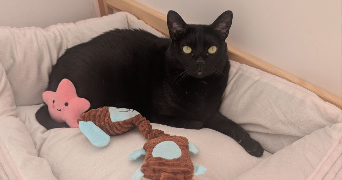 inès pet sitter à CHALONS EN CHAMPAGNE 51000_2