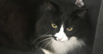 corinne pet sitter à MONTEUX 84170_3