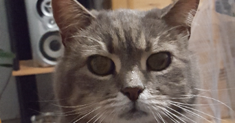 maryline pet sitter à COMMER 53470_3