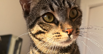 loane pet sitter à AIX EN PROVENCE 13090_1