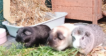 claire pet sitter à RIEUMES 31370_3