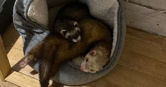 jérôme pet sitter à MONTREUIL 93100_3