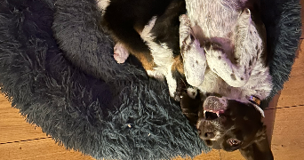 lana pet sitter à ORGEVAL 78630_2