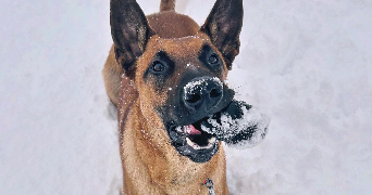 laura pet sitter à SAULNOT 70400_0