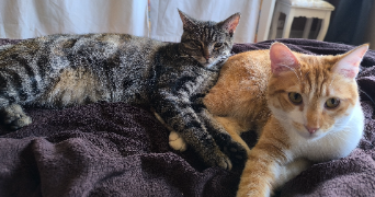 aurélia pet sitter à BESANCON 25000_2