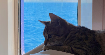ambre pet sitter à CANNES 06400_8
