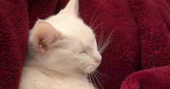 anthony pet sitter à GROSBREUIL 85440_7