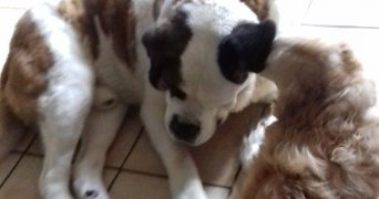 véronique  pet sitter à LA BALME DE SILLINGY 74330_6
