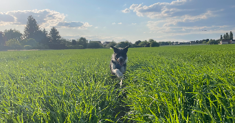 nina pet sitter à BALLAINVILLIERS 91160_1