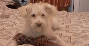 kara pet sitter à ALFORTVILLE 94140_0