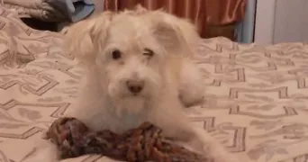 kara pet sitter à ALFORTVILLE 94140
