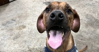 clementine pet sitter à CHILLY MAZARIN 91380_8