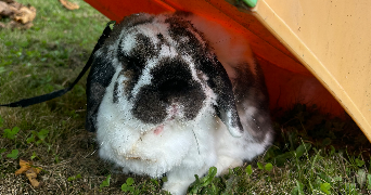 eva pet sitter à VICHY 03200_1