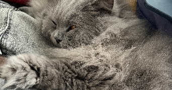 pierre pet sitter à RENNES 35000_3