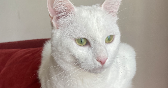 rivière pet sitter à LIANCOURT 60140_5