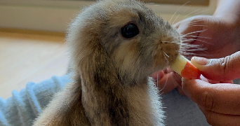 nabiya pet sitter à GRAND AIGUEBLANCHE 73260_2