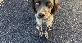 hélène pet sitter à GRENOBLE 38000