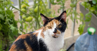 manon pet sitter à VANNES 56000_4