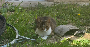 enola pet sitter à SUCY EN BRIE 94370_0