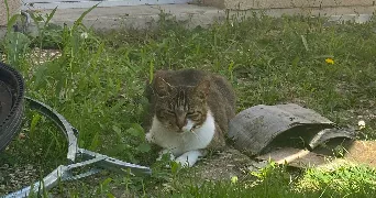 enola pet sitter à SUCY EN BRIE 94370