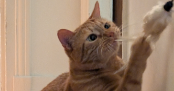 mai et rémi pet sitter à BOIS COLOMBES 92270_2